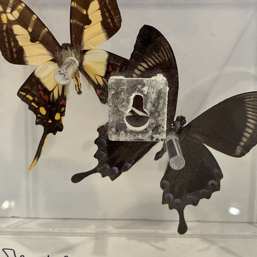 John Jurek Acrylic Butterfly Box