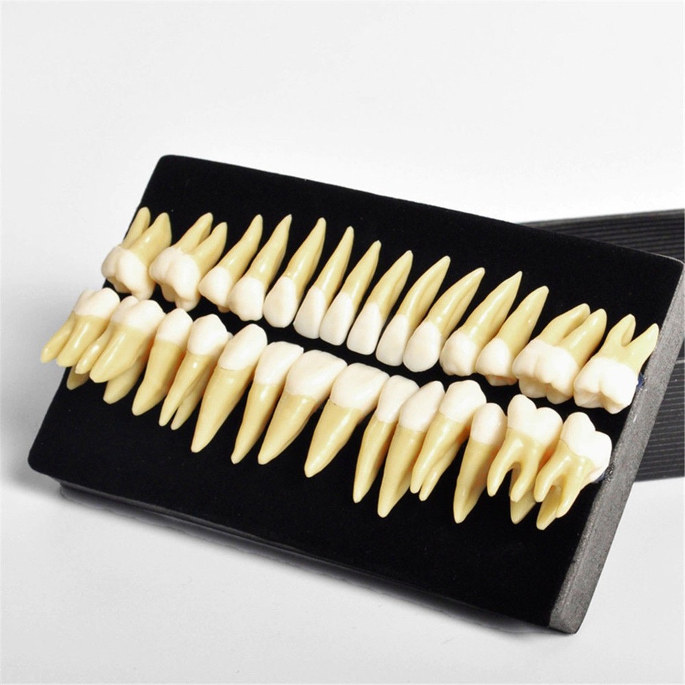 28 Pcs Dental Lab 1:1 Full Permanent Teeth Demonstration Study Teach Model #7008