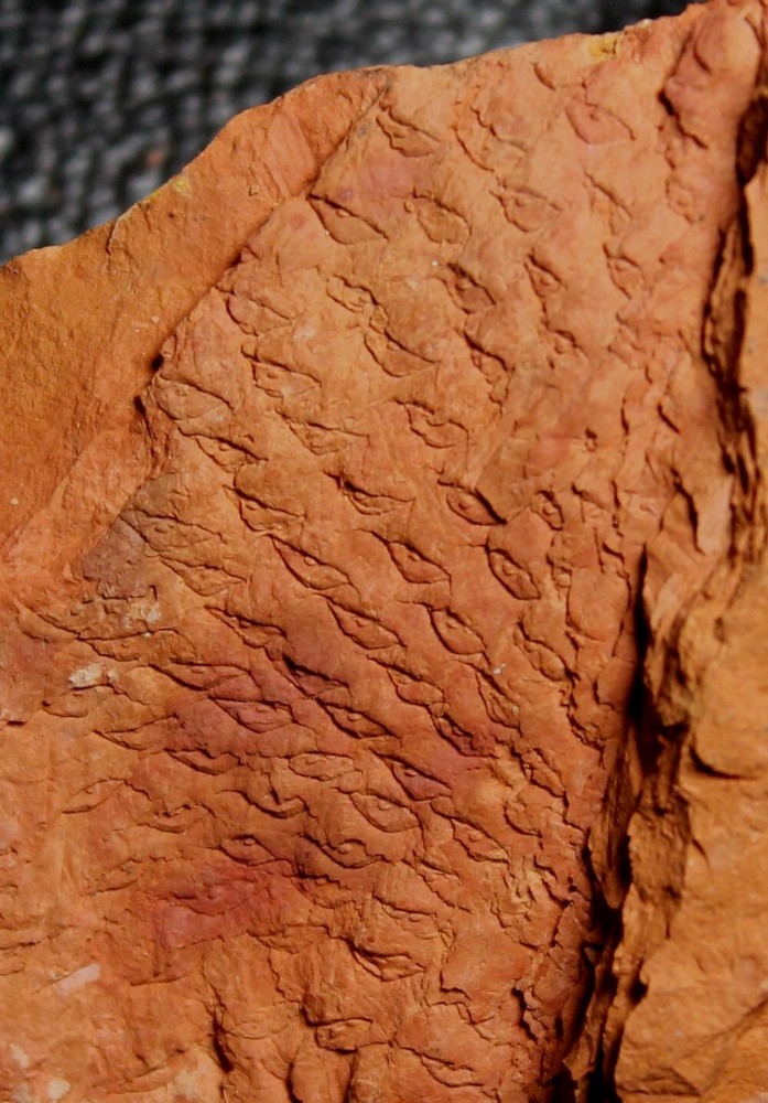 Rare Carboniferous fossil bark - Lepidophloios