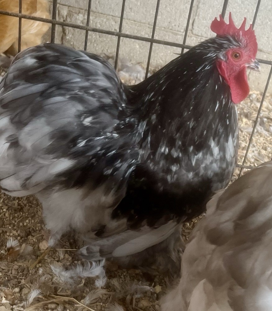 Dozen Cochin Bantam Eggs for Hatching