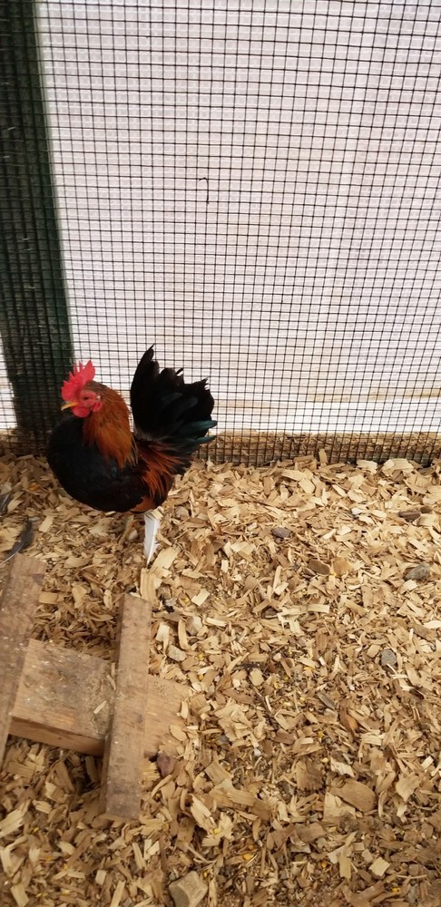 Serama Bantam Eggs. 1 Dozen + extras. Video NO RESERVE!!!