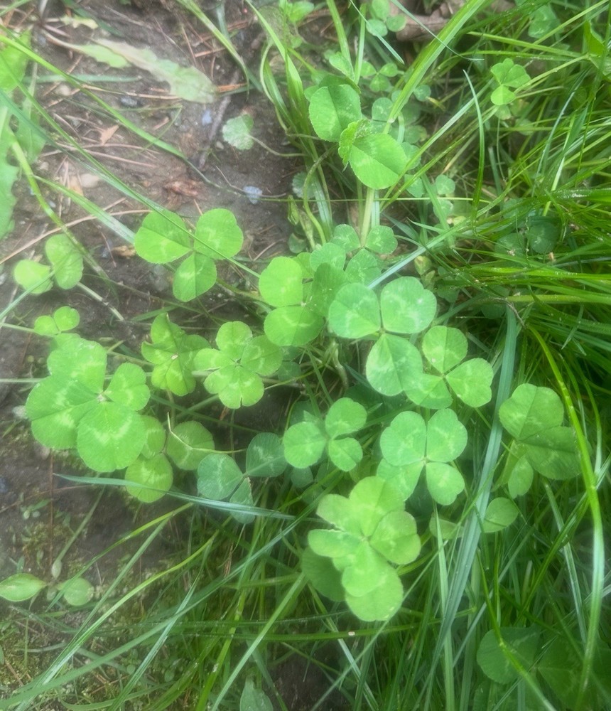 Genuine Four Leaf Clover
