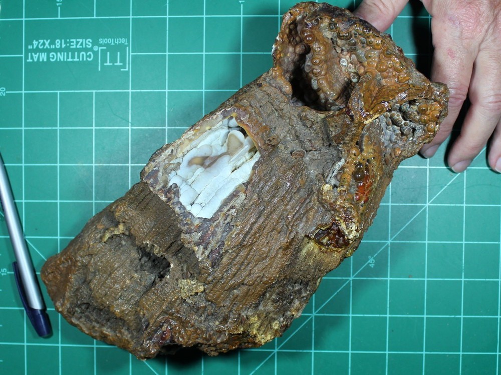 Large Agatized Coral Pseudomorph from Withlacooche River, GA
