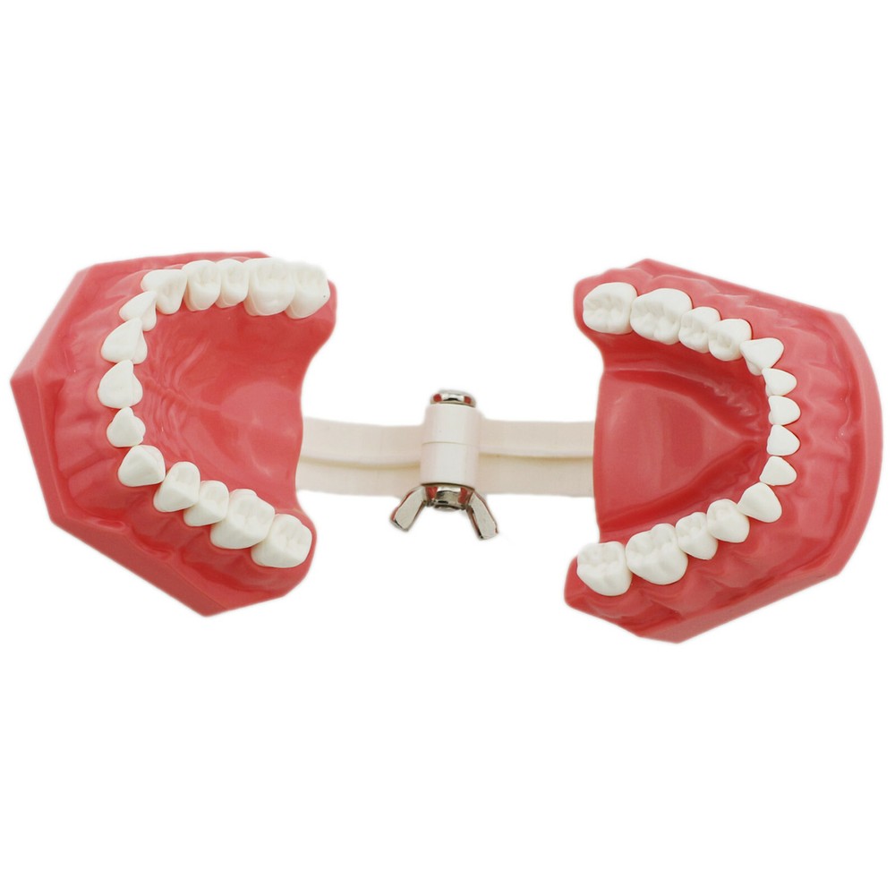 US Dental Teach Typodont Demonstration Teeth Model For Patient Study Brushing