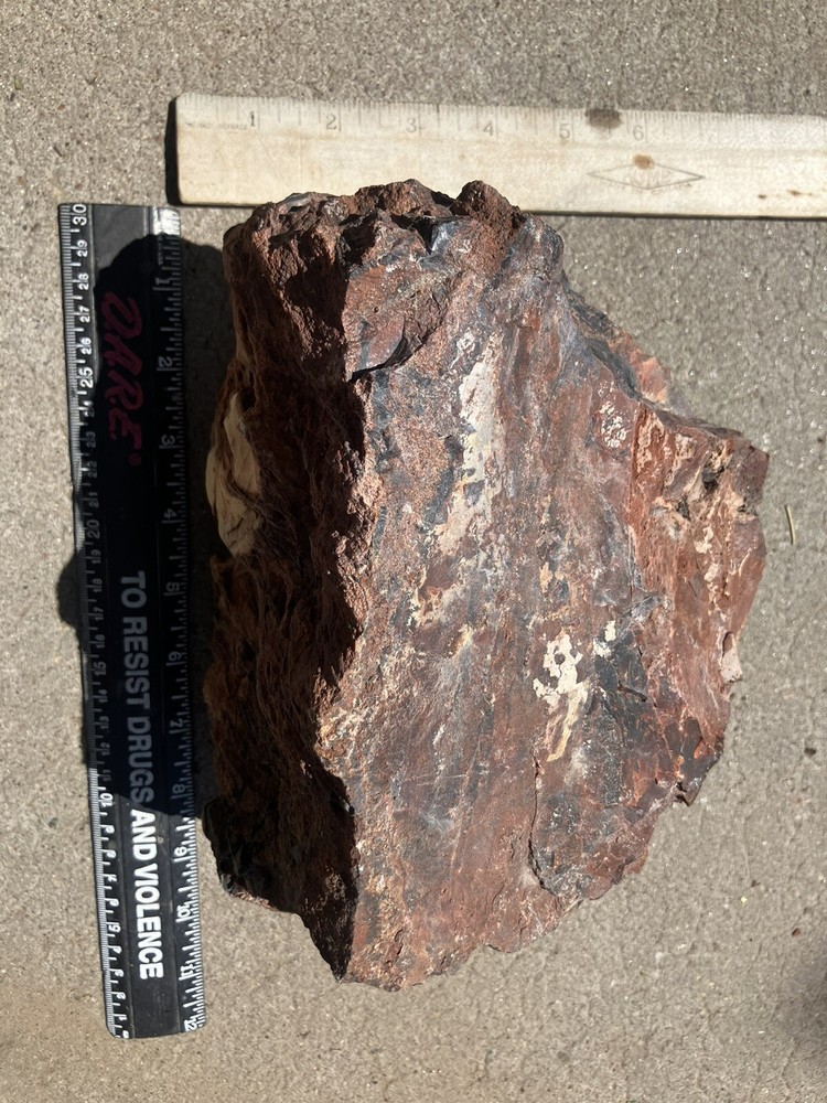 Arizona Petrified Log