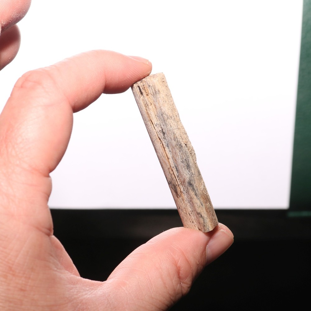 Small Dinosaur Rib Partial - Authentic Fossil Hell Creek Formation Cretaceous