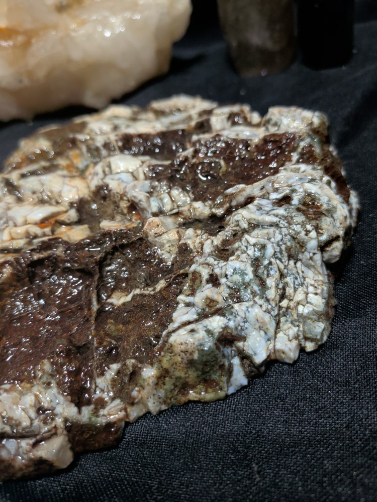 Hampton Butte Slab Specimen (1lb 8oz)