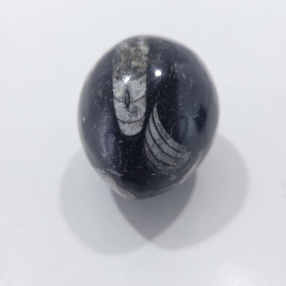 Orthoceras Fossil Egg