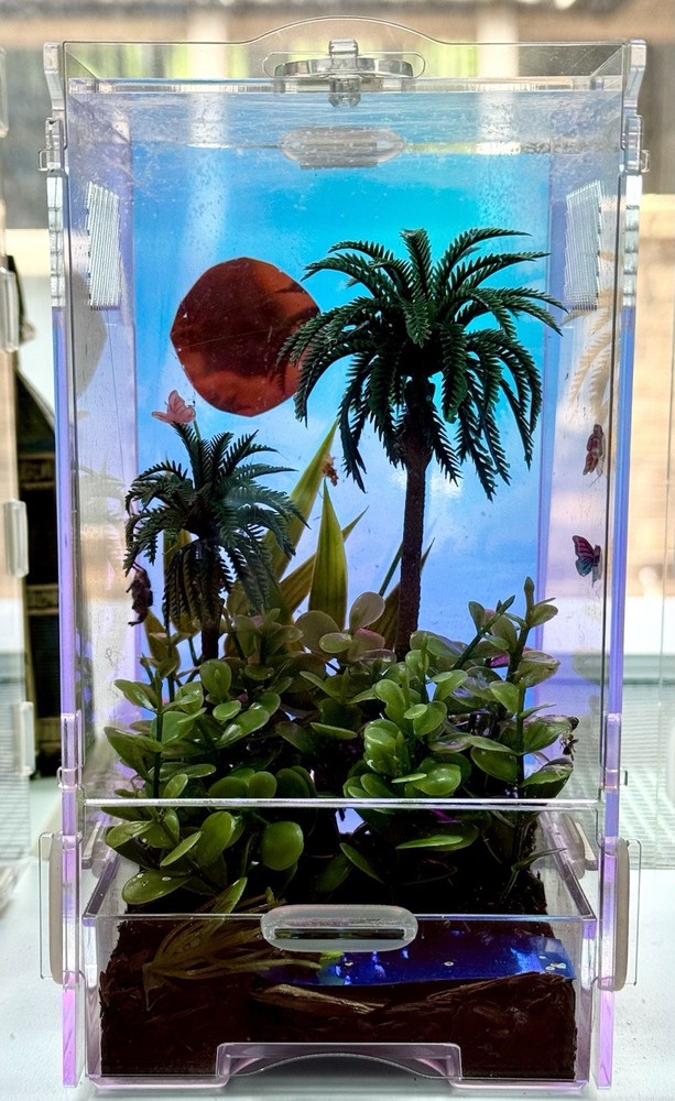 Jumping Spider Enclosure “Tropical Paradise”