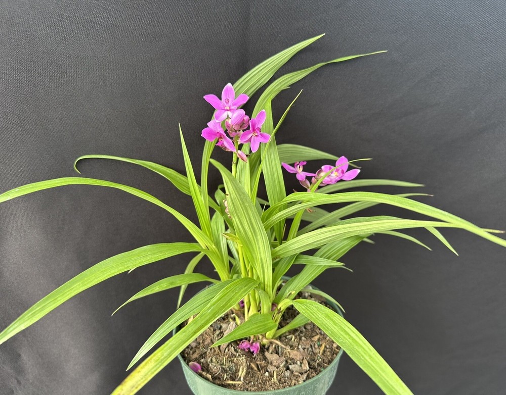 Spathoglottis Plicata - Ground Orchid. Potted.