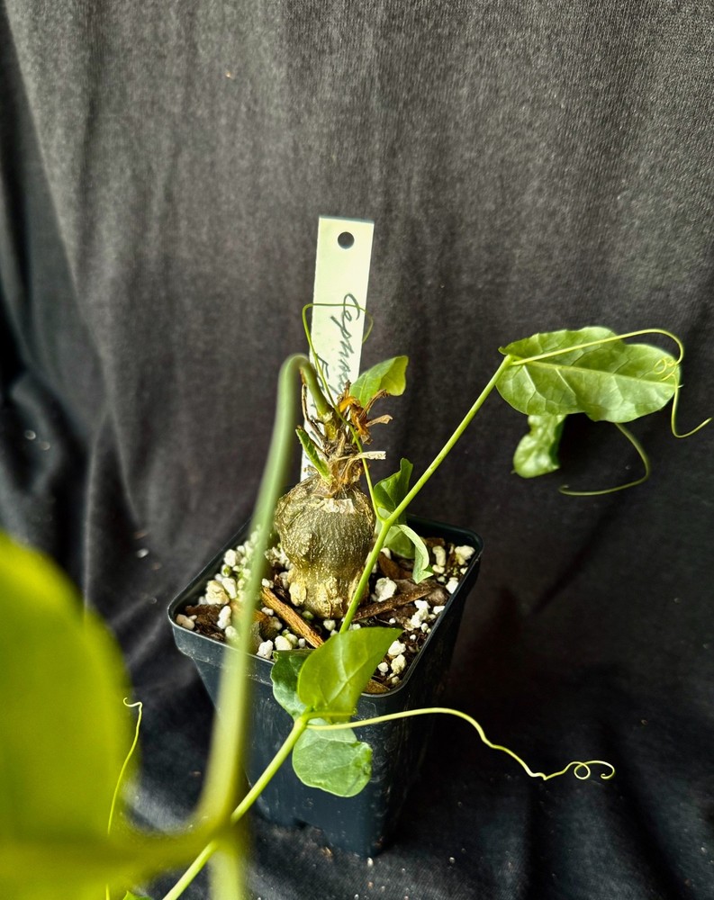 Cephalopetandra ecirrhosa , caudiciform