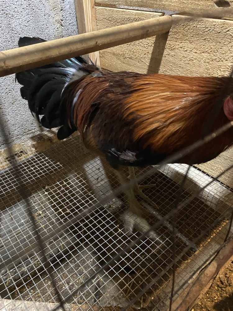 8 Month Old Hatch Stag