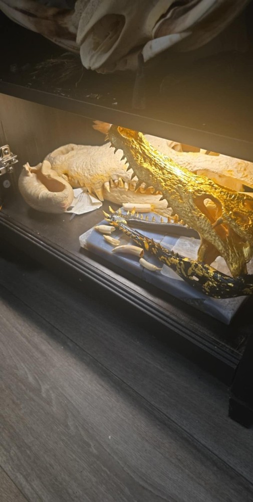 Black And Gold Crocodile Statement Piece