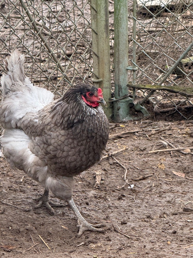 chicken hatching eggs barnyard mix