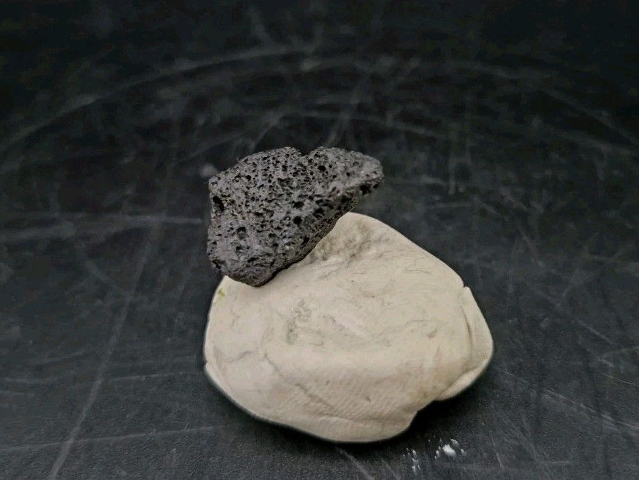 Raptor Talon Fossil Cast Fossil