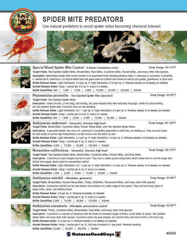 100 Slow Release Sachets - Amblyseius Cucumeris - Spider Mite and Thrip Control