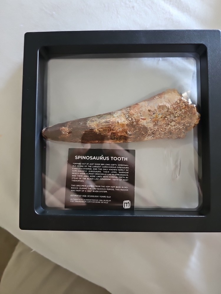 Authentic 4 1/2” Spinosaurus Tooth Fossil