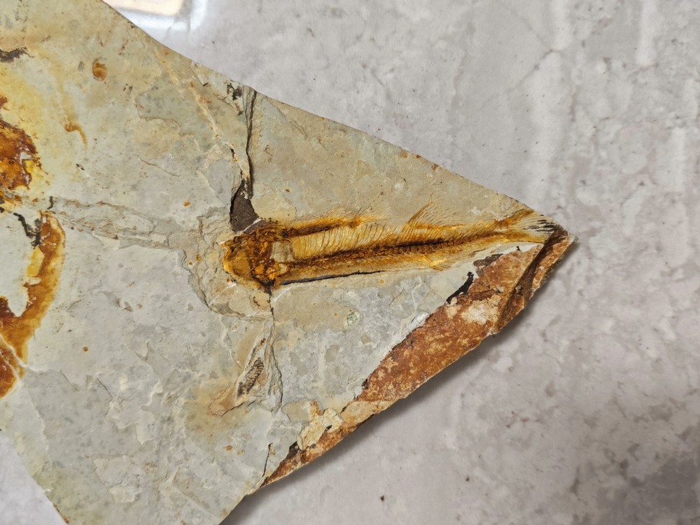 Unique and authentic fish fossil 8603