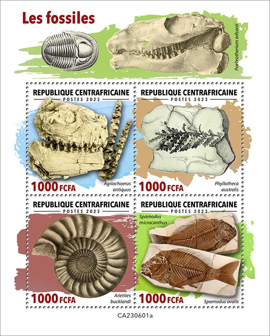 Fossils