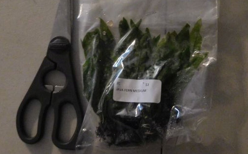 12 medium java ferns