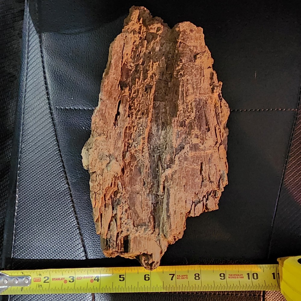 Large Heavy Dinosaur Bone Section - Authentic Fossil - from Hell Creek Formation