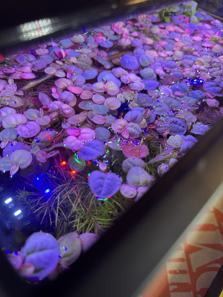 Glass Rectangular Freshwater Aquarium Fish Tank Setup w/ Plants & LED Light