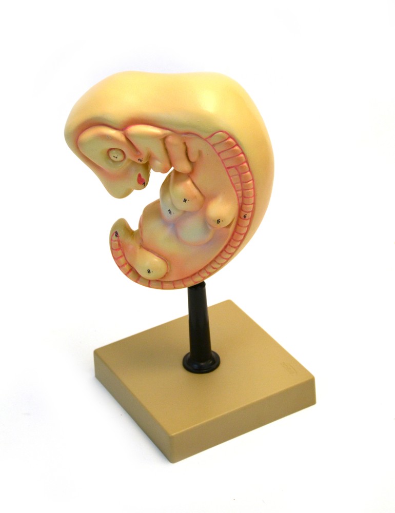 Eisco Labs Human Embryo Model, 4 weeks old