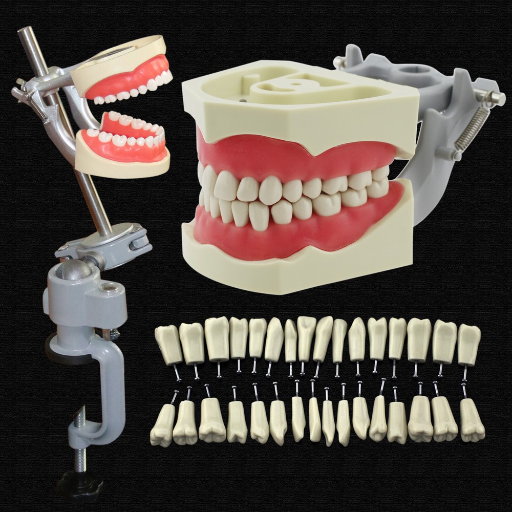 Dental Teeth Model Columbia 860 Typodont 32pcs Removeable Teeth Screws Dentoform