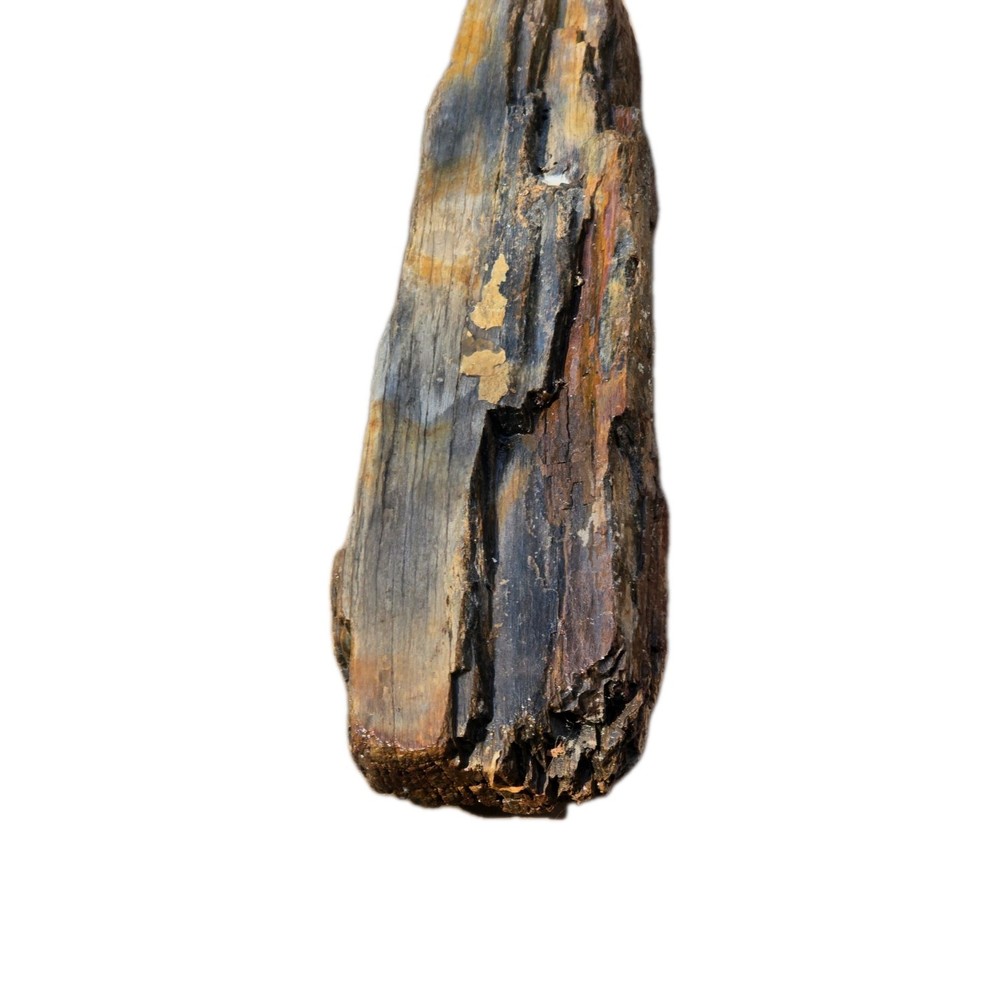 6lb Petrified Wood