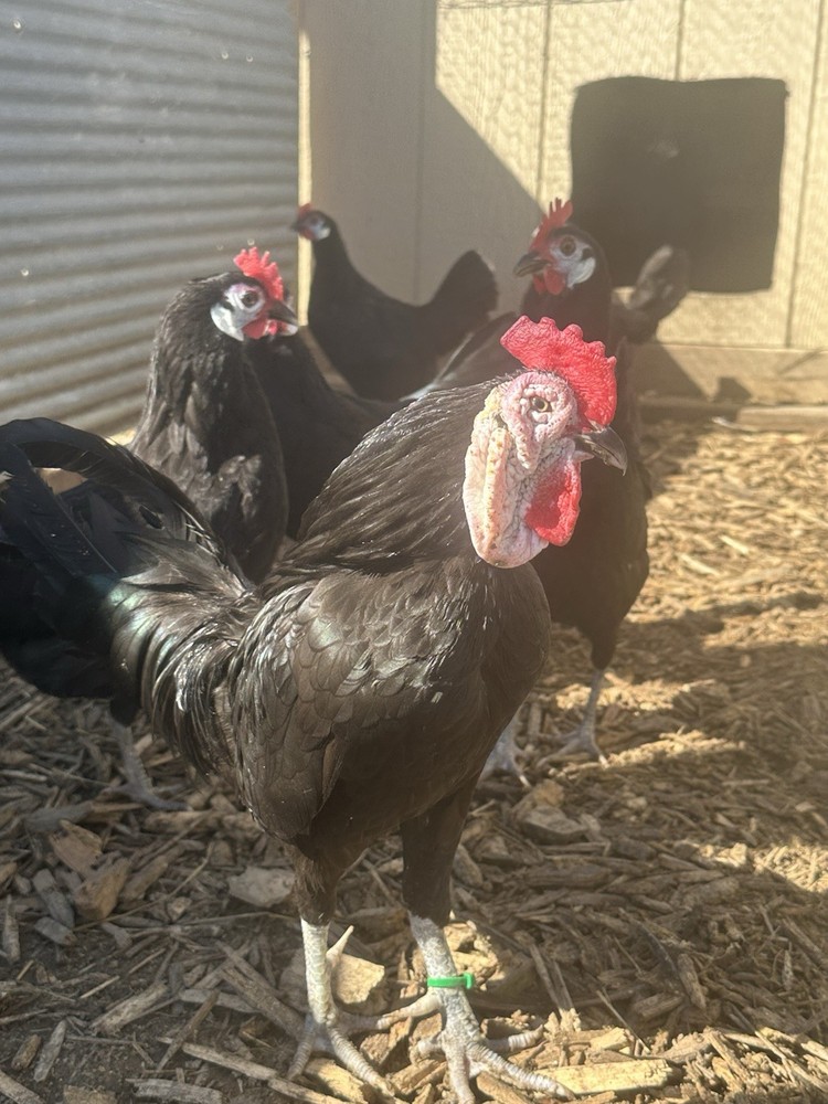 BBS  White Faced Spanish Bantams Hatching Eggs 12 Eggs