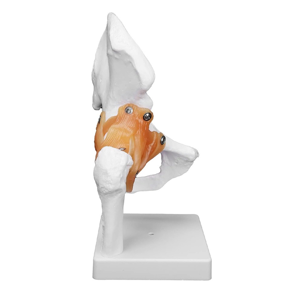 Hip Joint Model With Ligament Human Skeleton Bone Model Teaching Model Training