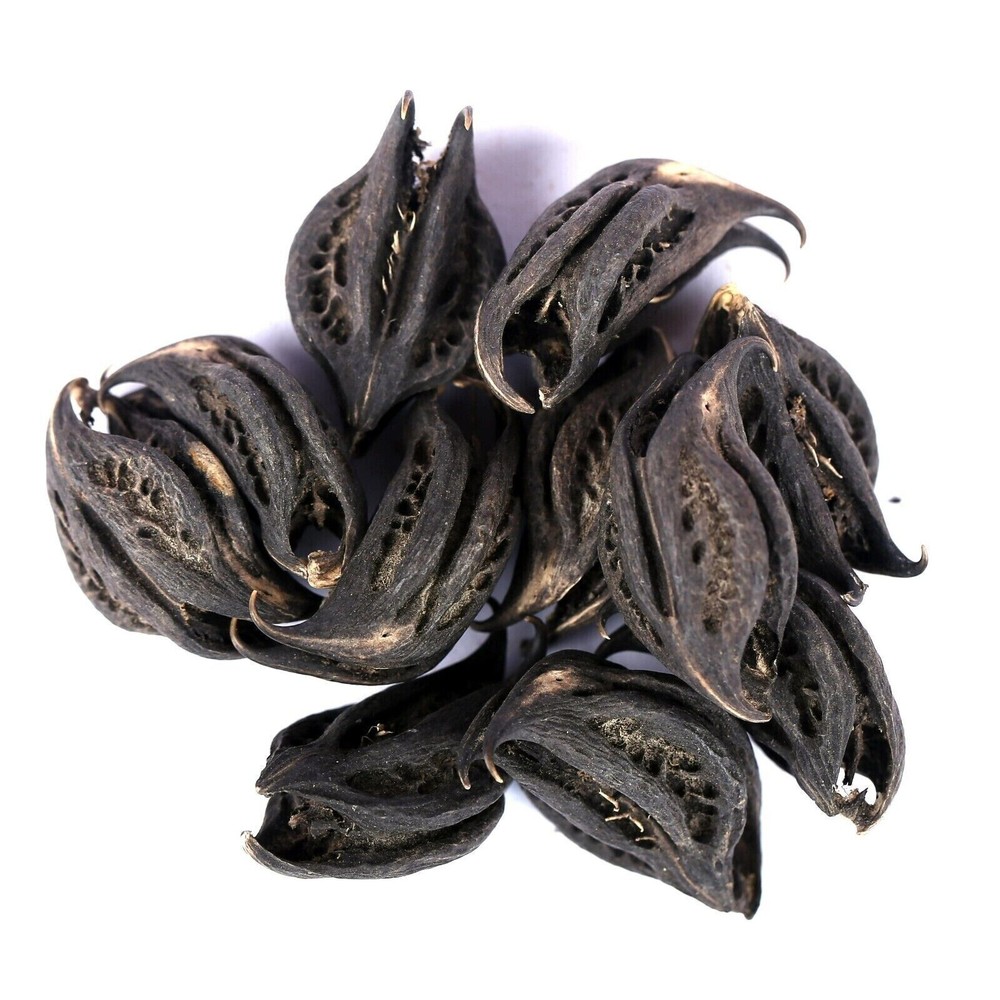 Bat's Head Root -Raíz de Cabeza de Murciélago