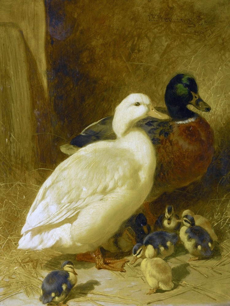 DUCKS AND DUCKLINGS Tile Mural Kitchen Bathroom Wall Backsplash Ceramic 6x8