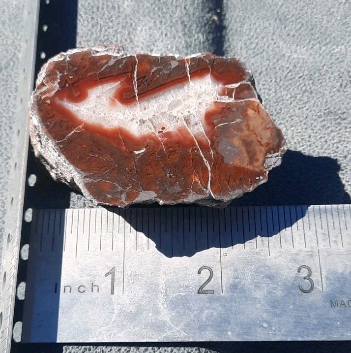 Yellowcat Petrified Wood/Red Agate!