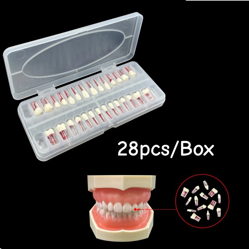 Dental Resin Natural Size Endo Teeth Model for Study Exam Root Canal Practice