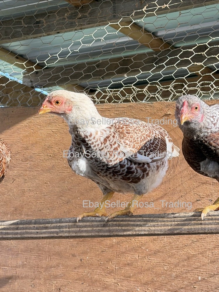 Red white Laced Cornish Bantam Hatching Eggs 10 Pcs
