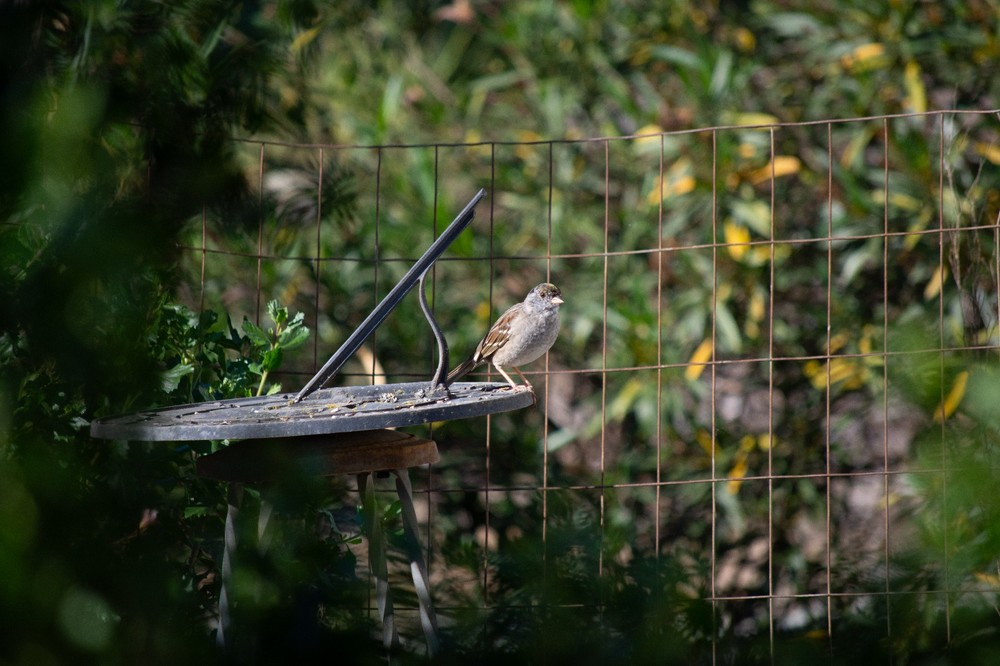 Nikon 55-200 VR DX Lens, Tested, partially working. AF issues. See sample images