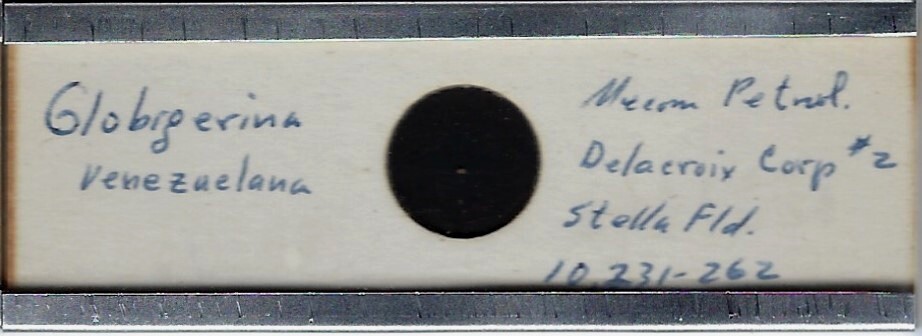 Foraminifera Globigerina venezuelena Microfossil Microscope Slide