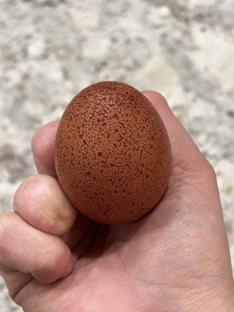 🐣🤍12++ QUALITY Black Copper Marans(BCM)hatching eggs NOT hatchery sourced🤍🐣