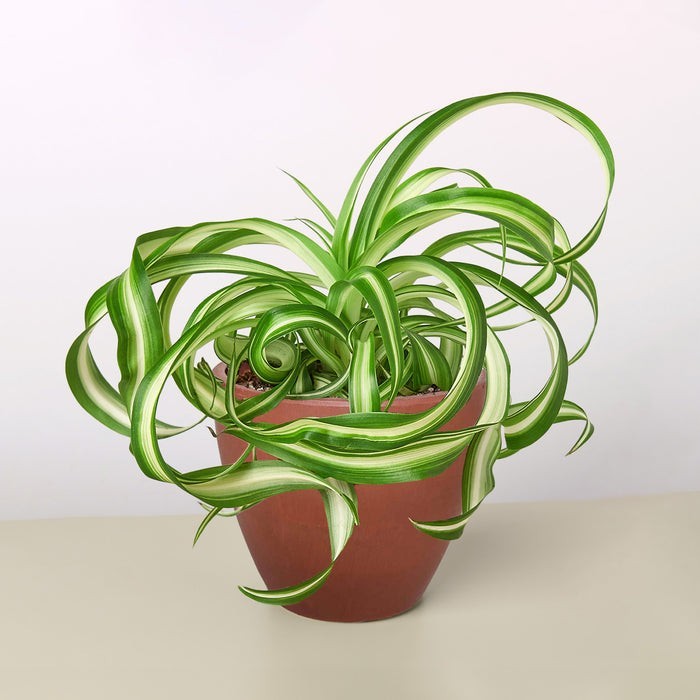 Spider Plant 'Bonnie' 3" Pot