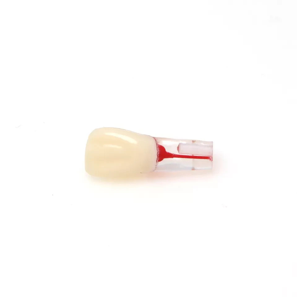5 Pcs Dental Endo Root Canal Teeth Model Study RCT Practice Typodont Model #8006