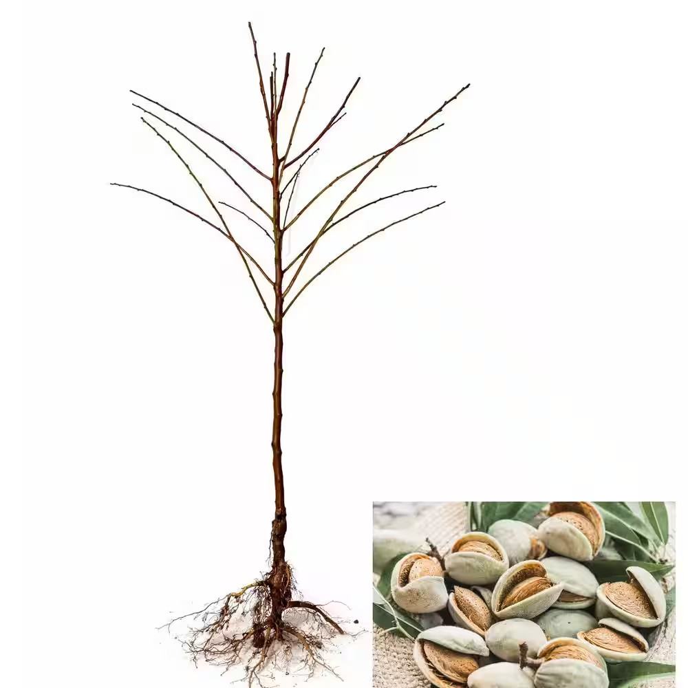 Hall’s Hardy Almond Tree Bare Root – Cold Hardy Nut Tree