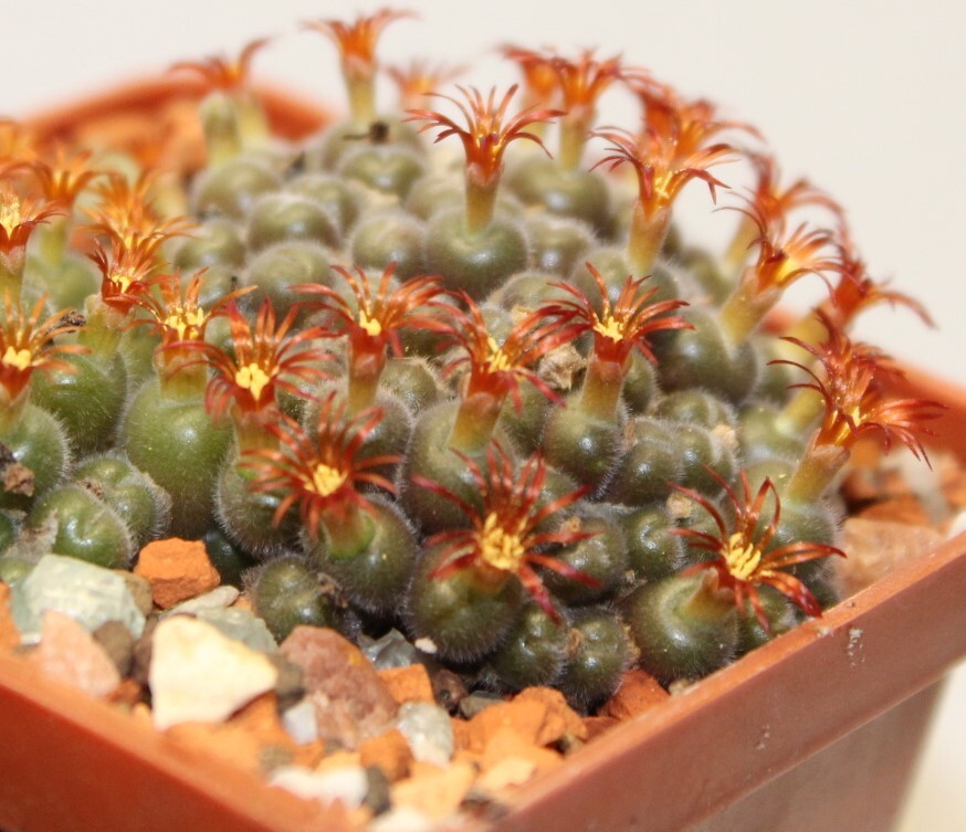 Conophytum stephanii helmutii seeds 20 pcs