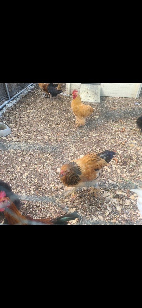 Fertile Bantam Mystery Hatch 12 eggs