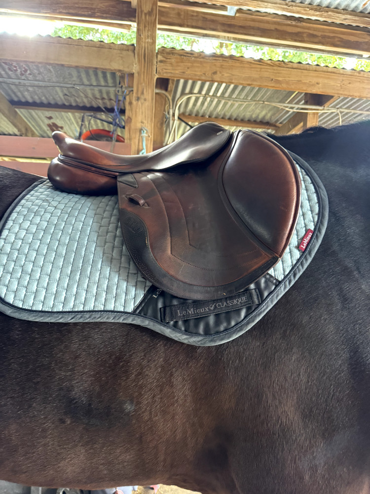 CWD Hunter Jumper Saddle 17.5 SE02