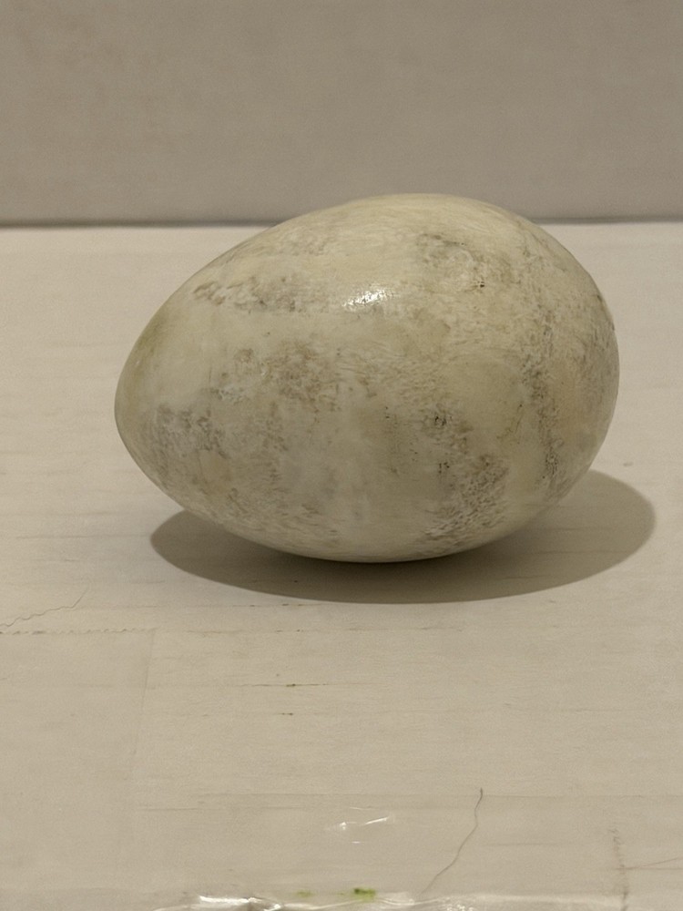 Stone White With Gray Marbling Egg