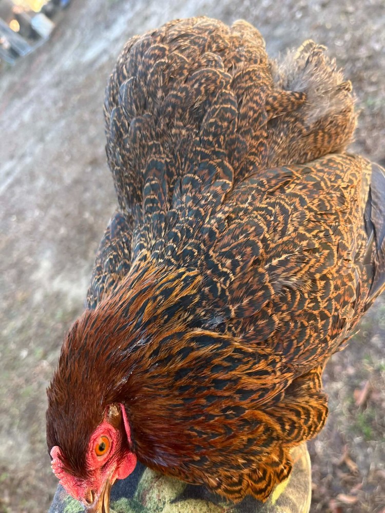 6 + 1 Double Laced Partridge Bantam Cochin Hatching Eggs