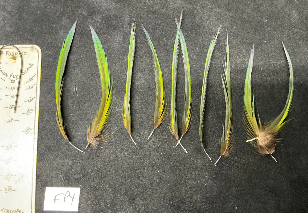 Fruit Pigeon feathers