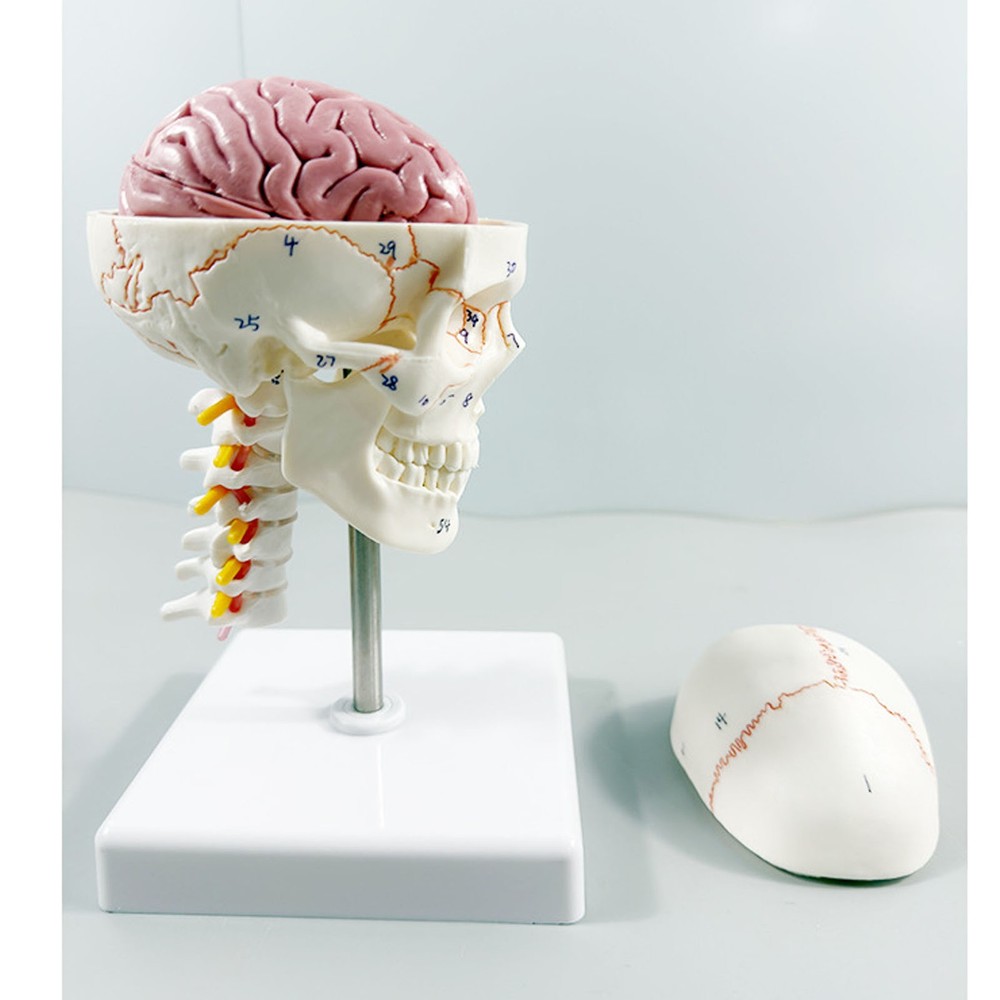 1/2 Skull With Cervical Spine & Brain Teaching Display Model