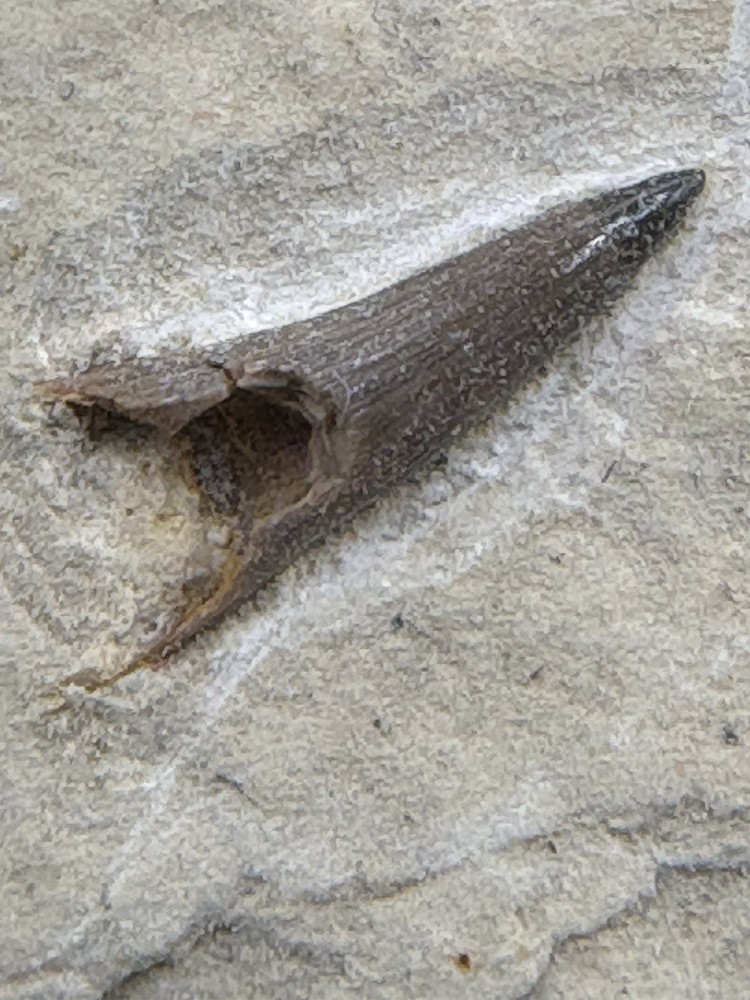 Crocodile Tooth- Green River Formation- Eocene- Wyoming